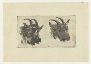 Twee koppen van geiten