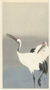 Twee kraanvogels