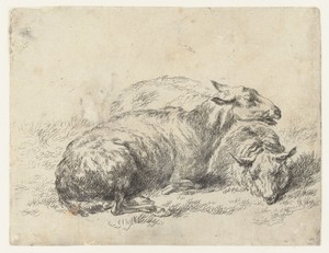 Twee liggende schapen