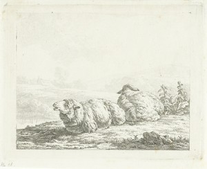 Twee liggende schapen