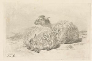 Twee liggende schapen