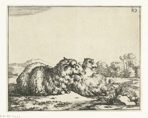 Twee liggende schapen, van achter gezien