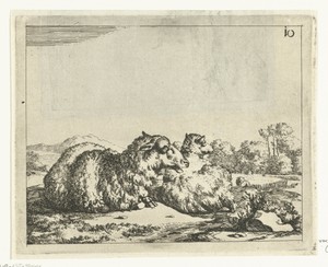 Twee liggende schapen, van achter gezien