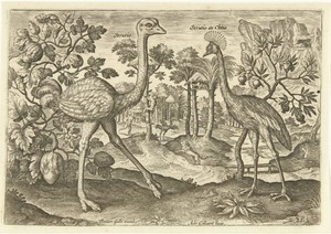Twee loopvogels in een landschap