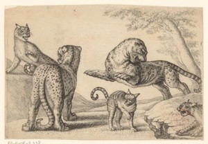 Twee luipaarden en drie wilde katten