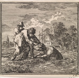 Twee mannen duwen een kalf in de sloot