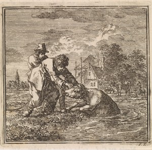 Twee mannen duwen een kalf in de sloot