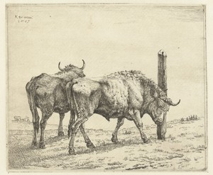Twee ossen, één schuurt de kop tegen een paal
