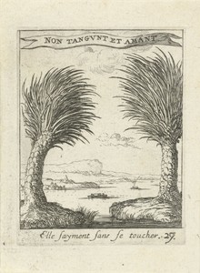 Twee palmbomen, los van elkaar