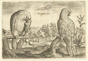 Twee papegaaien in een landschap