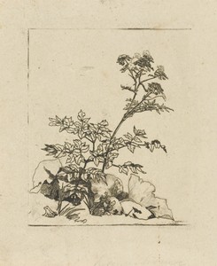 Twee planten en een kikker