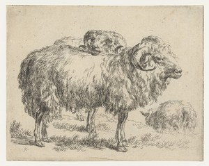 Twee rammen en een schaap