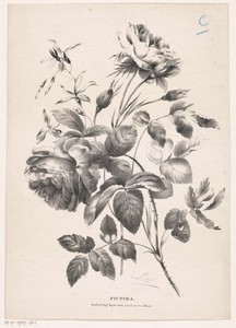 Twee rozen