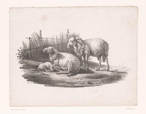 Twee schapen en een lam