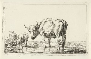 Twee schapen en een stier bij een waterplas