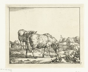 Twee schapen, staand, de voorste grazend