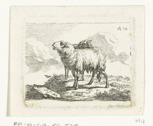 Twee staande schapen