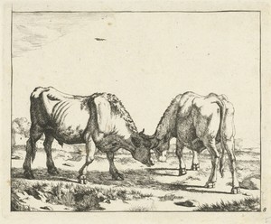 Twee stieren, de koppen bijeen