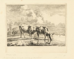 Twee stieren en twee schapen bij het water