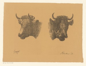 Twee stierenkoppen