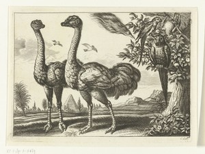 Twee struisvogels