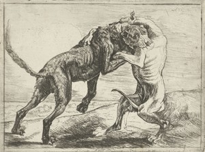 Twee vechtende honden