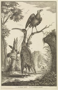 Twee vogels: een Koningsparadijsvogel en een Regenwulp