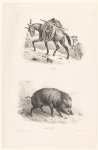 Twee voorstellingen met een muildier en een wild zwijn