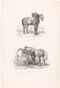 Twee voorstellingen met een trekpaard en picardische paarden