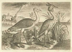 Twee waadvogels in een landschap