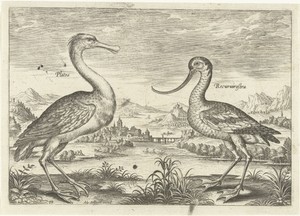 Twee waadvogels in een rivierlandschap