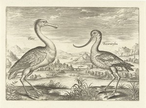 Twee waadvogels in een rivierlandschap