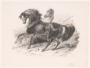 Twee wilde paarden