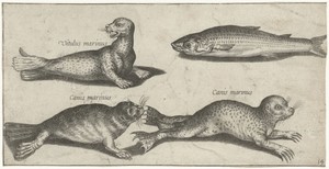 Twee zeehonden, een zeeleeuw en een harder