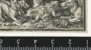 Tweekoppige pad of kikker en andere dieren
