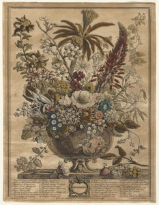 Twelve Months of Flowers:  December