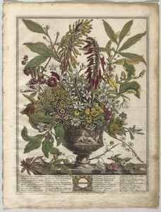 Twelve Months of Flowers:  January