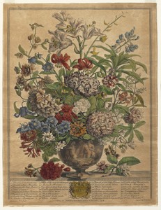 Twelve Months of Flowers:  July