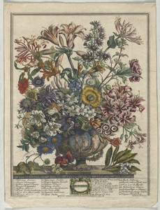 Twelve Months of Flowers:  October