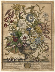 Twelve Months of Flowers:  September