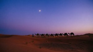 Twilight Caravan Trail