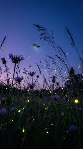 Twilight Firefly Meadow