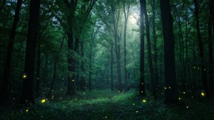 Twilight Forest Magic