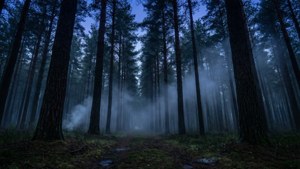 Twilight Pine Silence