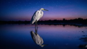 Twilight Reflection Egret