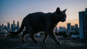 Twilight Rooftop Stroll