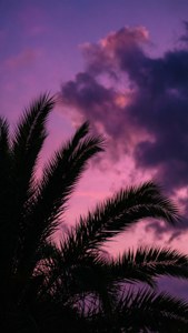 Twilight Silhouette Palm