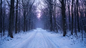 Twilight Snowy Forest