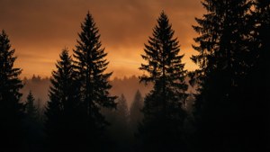 Twilight Woods