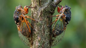 Twin Emergence